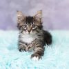 Freya Bean photo 4