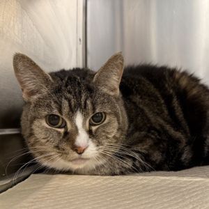Annie is a sweet and loving 8-year-old brown and white tabby female She enjoys calm companionship a