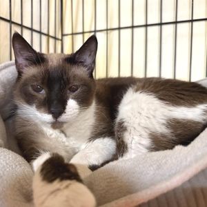 Kami is currently in foster care and ready for adoption via our virtual process Kami is a ten-year-