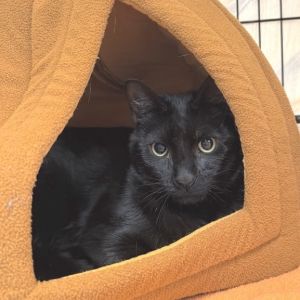 Onyx Domestic Short Hair Cat