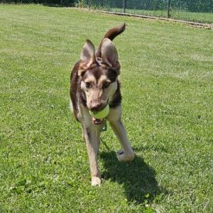 Reyna, Young Female Shepherd