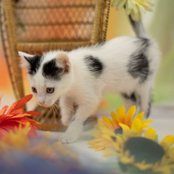Cannoli-c thumbnail 6