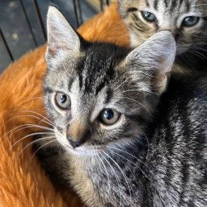 Sheena, Baby Female Domestic Short Hair