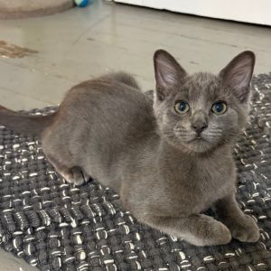 Salieri, Baby Male unknown