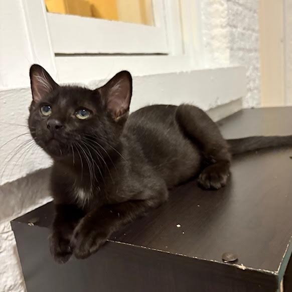 Jiji
