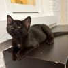 Jiji photo 1
