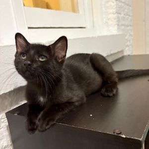 Jiji, Baby Male unknown