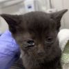 Jiji photo 2