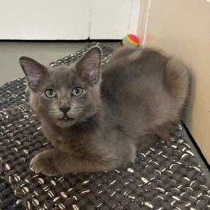 Mr. Sprinkles, Baby Male Domestic Medium Hair