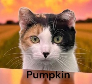 Pumpkin, Adult Female Calico