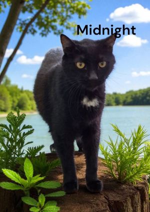 Midnight, Senior Male Domestic Short Hair