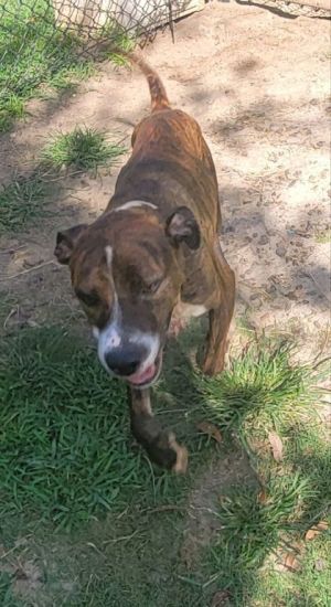 Tim McGraw(HW+), Young Male Terrier