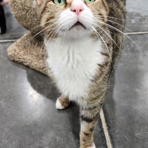 Charlie, Adult Male Domestic Short Hair