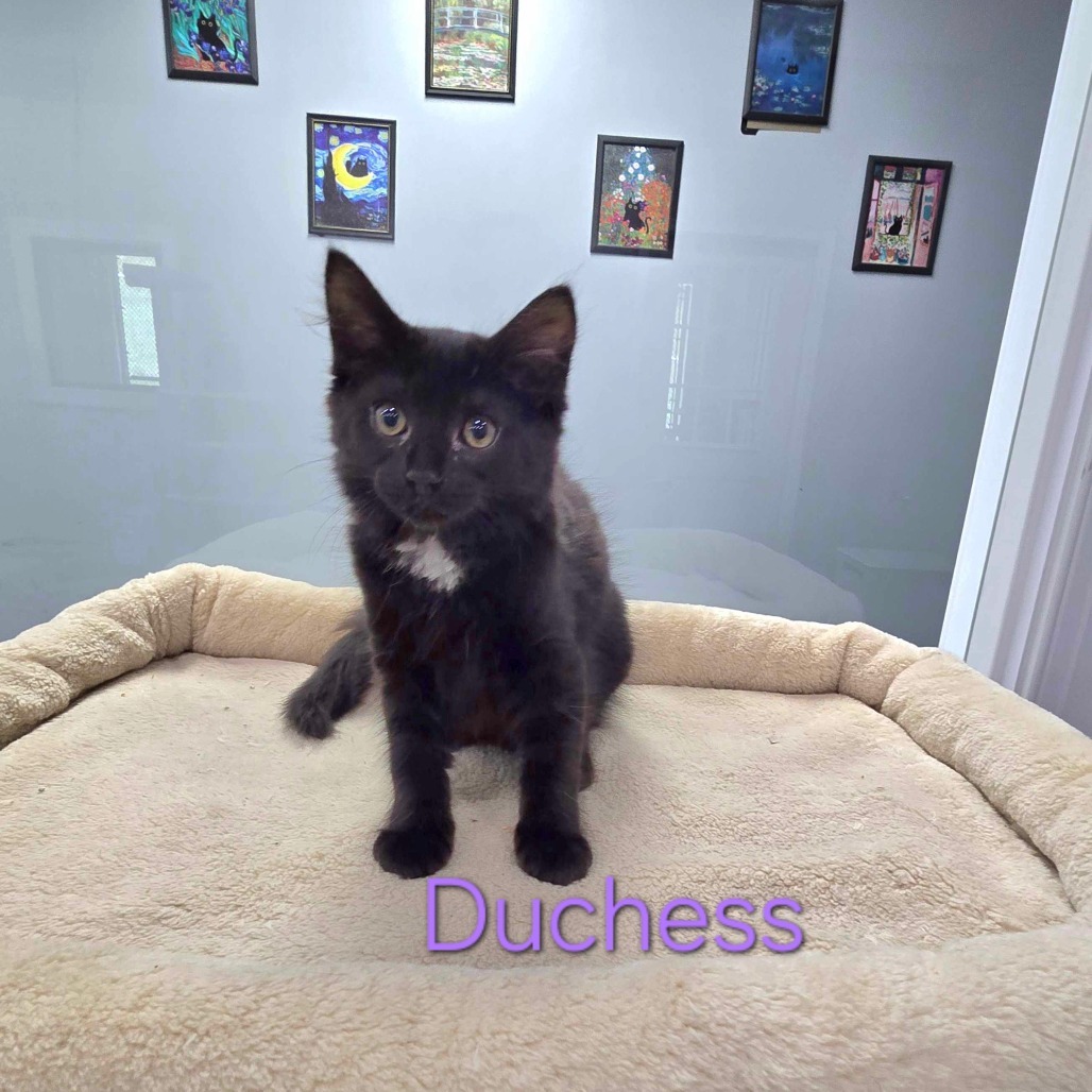 Duchess