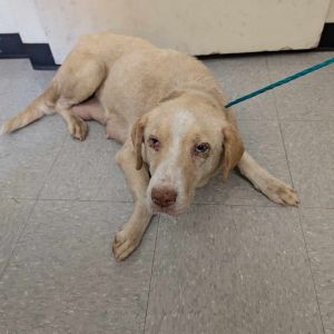 Bagel 25-05-192, Adult Female Labrador Retriever