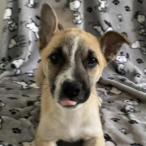 Riley, Baby Male Shepherd