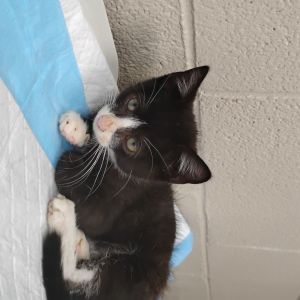 Harry, Baby Male Domestic Short Hair