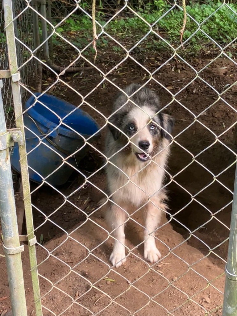 Ivy-Adoptable Awaiting S/N