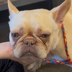 Blondie, Adult Female French Bulldog
