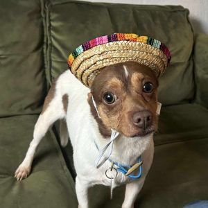 Juan, Adult Male Chihuahua