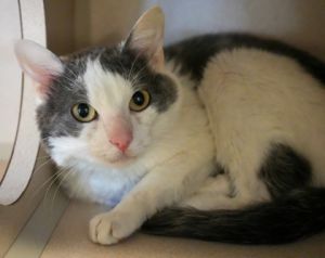 Moon, Adult Male Domestic Short Hair