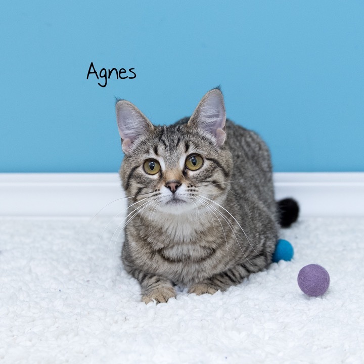 Agnes