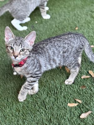 Ben (red), Baby Male Domestic Short Hair