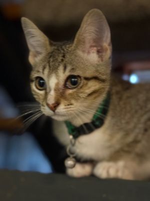 Chandler (green), Baby Male Domestic Short Hair