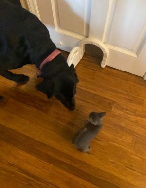Teddy, Baby Male Domestic Short Hair