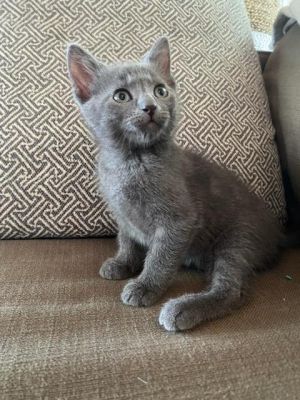 Samantha, Baby Female Domestic Short Hair