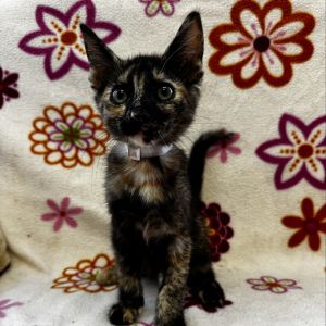 Shellie, Baby Female unknown