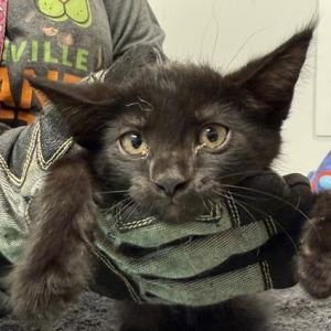 Kendrick Lamar, Baby Male Domestic Short Hair