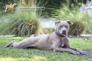 81065a Esperanza, Adult Female Weimaraner