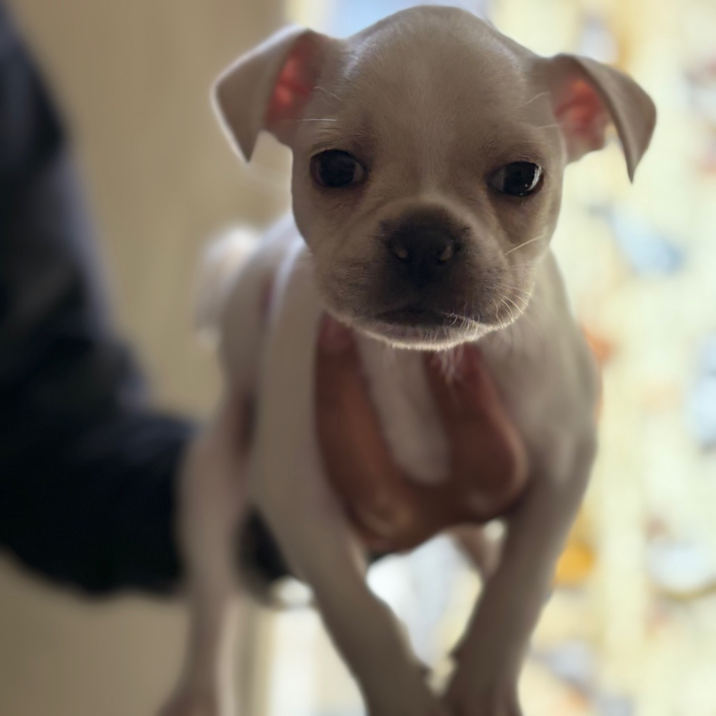 Miklo