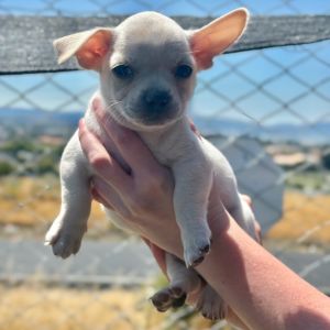 Miklo, Baby Male Mixed Breed