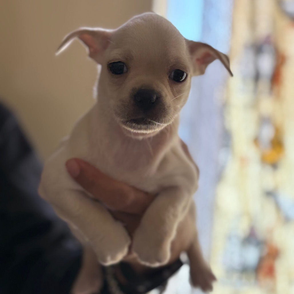 Milu