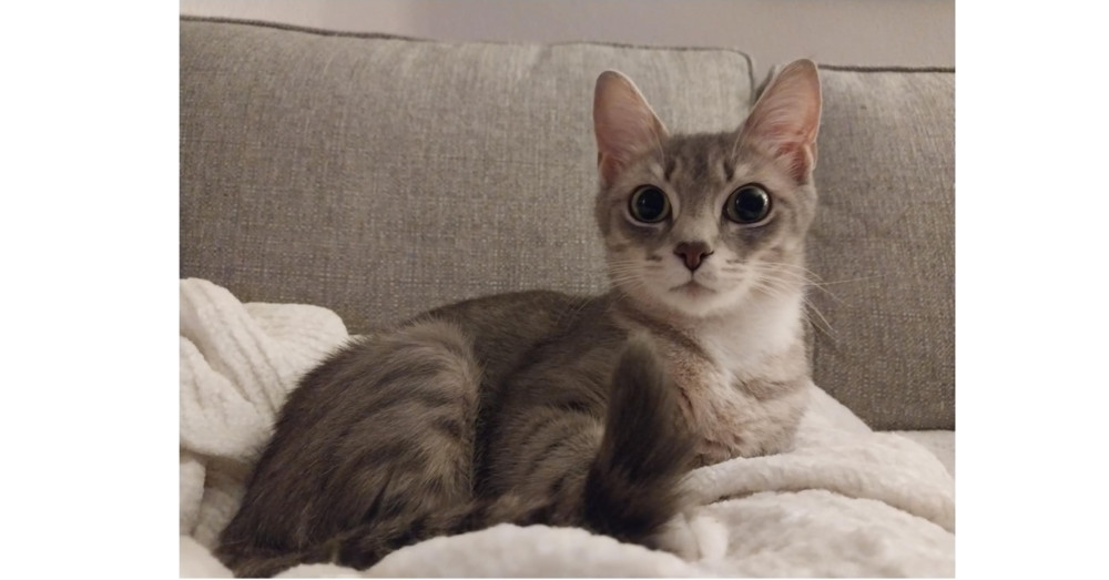 Evie