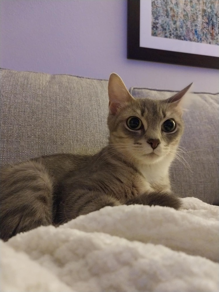 Evie
