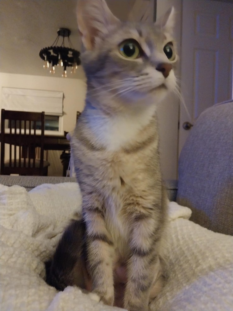 Evie