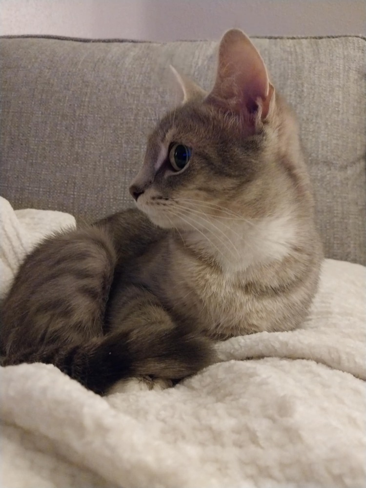Evie