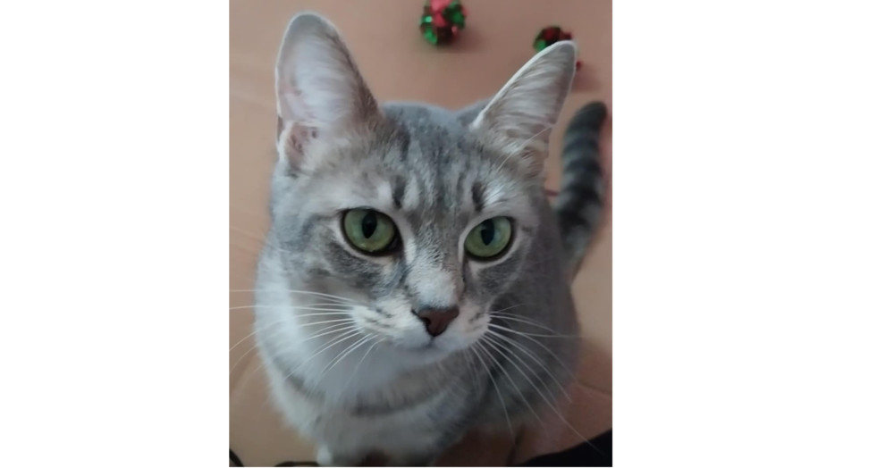 Evie