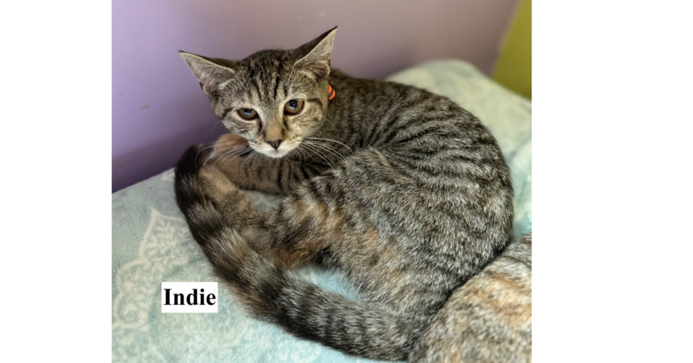 Indie