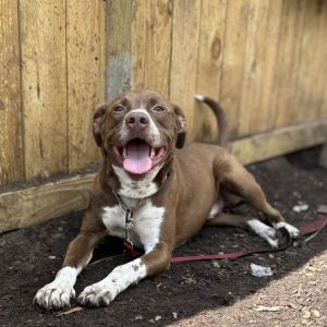 Cinni Wings, Adult Male Mixed Breed