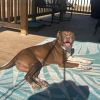 Cinni Wings photo 4