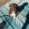 Cinni Wings photo 5