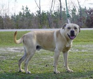 2025-25 Charlie, Young Male Labrador Retriever