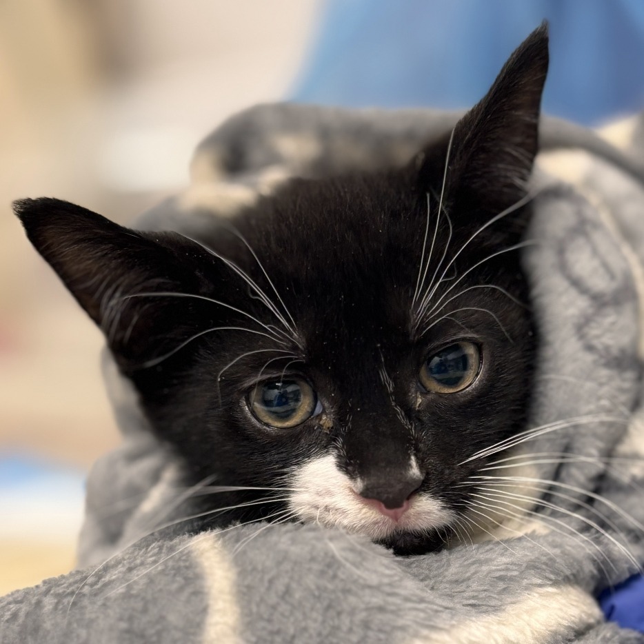 Merlin