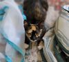HarPurr photo 1