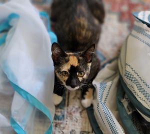 HarPurr, Baby Female Domestic Short Hair