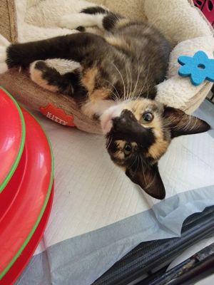 HarPurr, Baby Female unknown